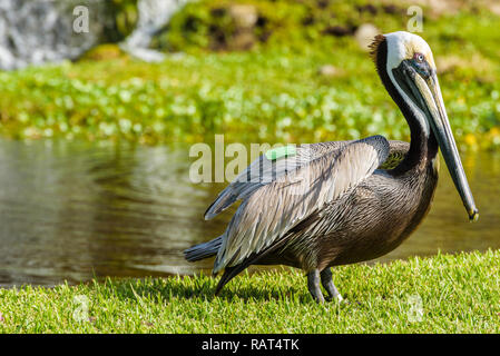 Close up portrait of an American White Pelican Stock Photo