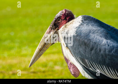 Close up portrait of a Marabou Stork, a large wading bird in the stork family Ciconiidae Stock Photo