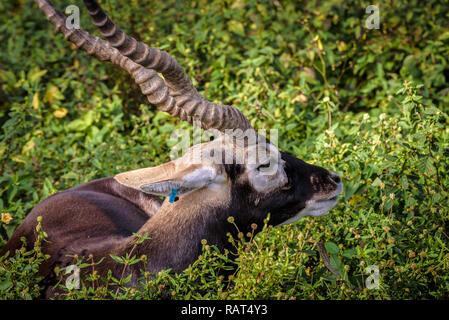 Close up portrait of a Blackbuck (Antilope cervicapra) sitting on high grass Stock Photo