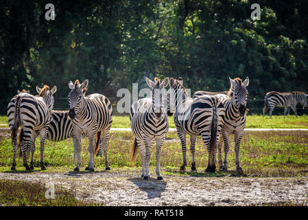 Close up of a pack of zebras, some looking at camera. Stock Photo