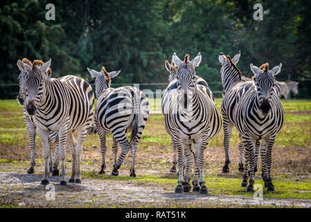 Close up of a pack of zebras, some looking at camera. Stock Photo