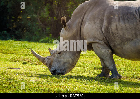 Close up of a big Southern White Rhinoceros (Ceratotherium simum simum) grazing on green grass