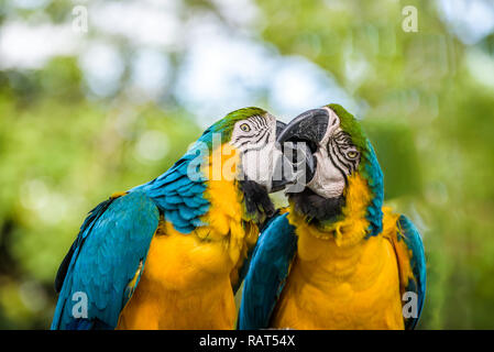 Close up of a couple of Blue and Yellow Macaws touching and playing with their strong beaks, looking like they're kissing. Stock Photo