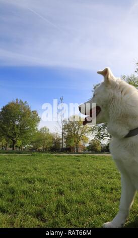 White Siberian Husky (Canis lupus familiaris) Stock Photo