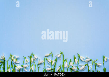 Fresh snowdrops flowers on blue background. top view with copy space. flat lay Stock Photo