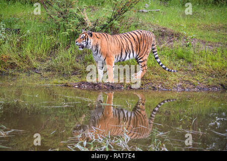 Amur Tiger Standing next to Water with Reflection Stock Photo