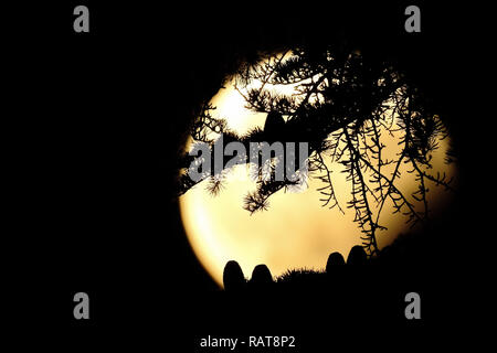 Cones and needles of a cedrus tree are silhouetted against the fool moon.  Photographed during a lunar eclipse as seen from Zadar, Croatia. Stock Photo