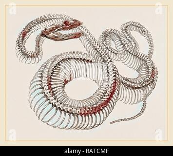 skeleton of boa constrictor Stock Photo: 24659676 - Alamy