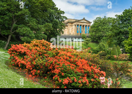 Rhododendron bushes in the Princess Street Gardens in Edinburgh, Scotland, United Kingdom, Europe. Stock Photo