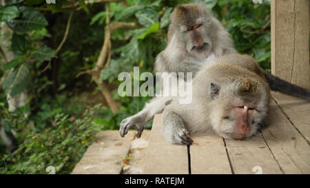 Monkey macaque in the rain forest. Monkeys in the natural environment. Bali, Indonesia. Long-tailed macaques, Macaca fascicularis Stock Photo