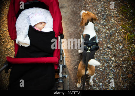 Adorable baby girl outside in red stroller sleeps in autumn sunny day. Beagle dog walks on a right on a leash Stock Photo