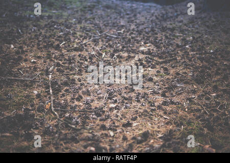 a lot of pine cones laying on the ground inside of a forest Stock Photo