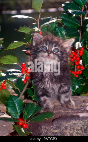 Adorable gray long-haired tabby blue-eyed kitten looking up from log near among red berries in holly bushes, Christmas, Missouri, USA Stock Photo