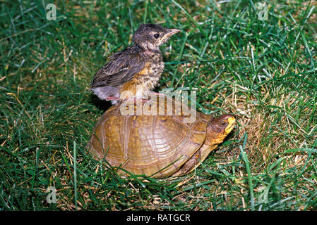 a baby robin fledgling rides ib the back of the shell of a box turtle through a grass field, Midwest USA Stock Photo