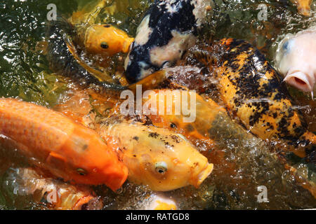 A macro shot of a swarming mass of koi fish waiting to be feed. Stock Photo