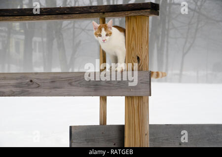 Young yellow and white tabby cat exploring in the snow, Maine, USA Stock Photo