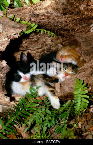 Three kittens sleeping in hollow log, USA Stock Photo