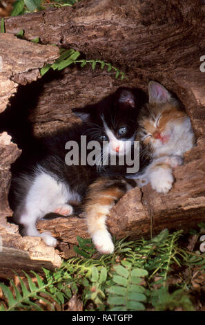 Two kittens curled up in hollow log resting, USA Stock Photo