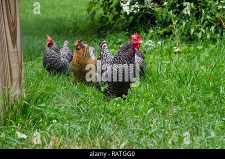 Mixed flock of chickens walking in a line through meadow grass in rural field, Maine, USA Stock Photo
