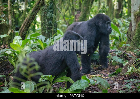 two mountain gorillas, Gorilla beringei beringei, Bwindi Impenetrable Forest National Park, Uganda