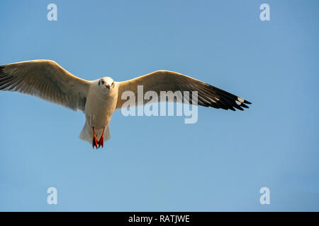 A close up of a red-billed gull wings spread wide in flight against blue sky. Stock Photo