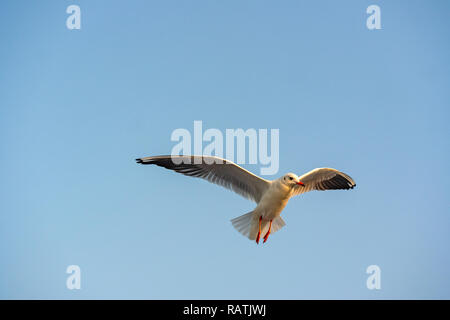 A close up of a red-billed gull wings spread wide in flight against blue sky. Stock Photo