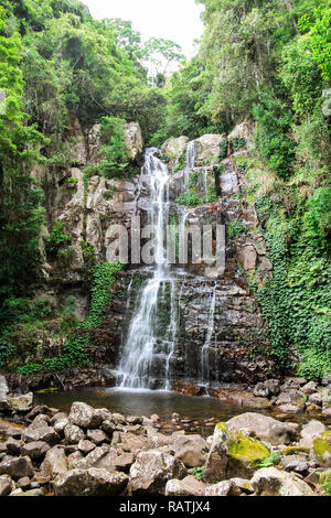 Tropical waterfall in Australia within green and vivid rainforest (Minnamurra Rainforest, Budderoo National Park, Australia) Stock Photo