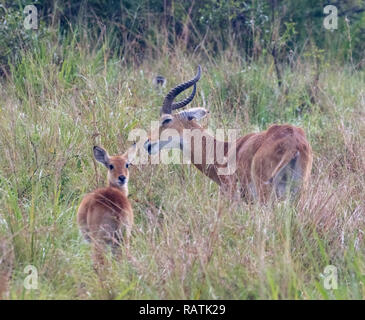male Ugandan kob with young female (Kobus kob thomasi), a type of antelope, Queen Elizabeth Park, Uganda, Africa Stock Photo