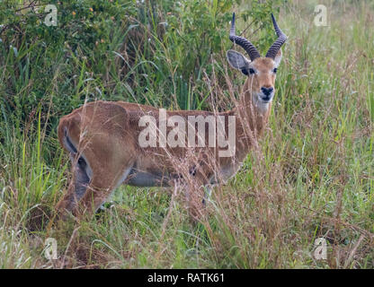 male Ugandan kob (Kobus kob thomasi), a type of antelope, Queen Elizabeth Park, Uganda, Africa Stock Photo