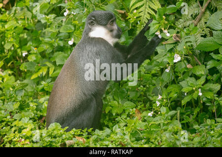 L'Hoest's monkey (Cercopithecus lhoesti), or mountain monkey, a guenon, Bwindi Impenetrable National Park, Uganda, Africa Stock Photo