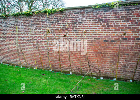 December 2018 - East boundary wall with dead sunflower plants planted by children from Sunday School, St John’s Church, High Legh, Knutsford, Cheshire Stock Photo