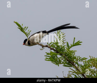 pin-tailed whydah (Vidua macroura), a small songbird with a conspicuous pennant-like tail, Queen Elizabeth National Park, Uganda, Africa Stock Photo