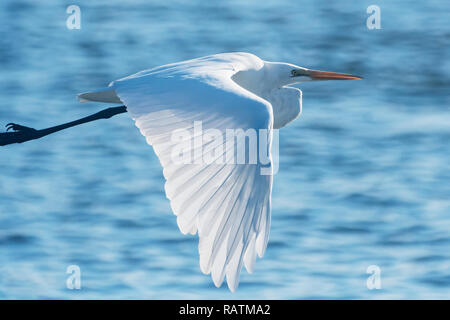 Great egret in flight Stock Photo