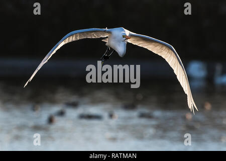 Great egret in flight Stock Photo