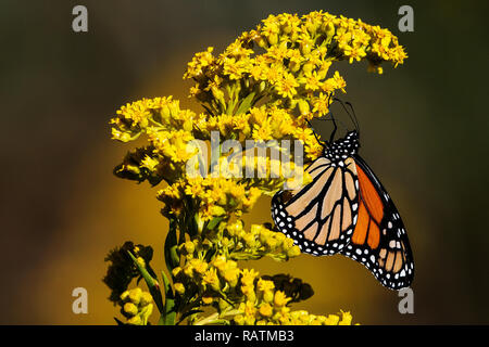 Migrating monarch butterflies foraging on autumn seaside goldenrod Stock Photo