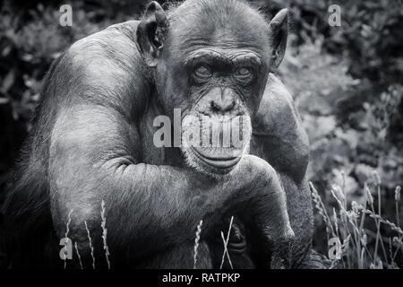 Chimpanzee, black and white shot Stock Photo