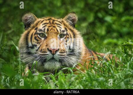A close up photo of a Tiger cub in grass Stock Photo