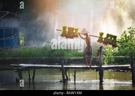 farmer thai / man farmer holding rice baby on shoulder walking on wooden bridge - old man peasant farming agriculture to plant green field farmland in Stock Photo