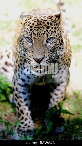 Sri lankan leopard close up Stock Photo
