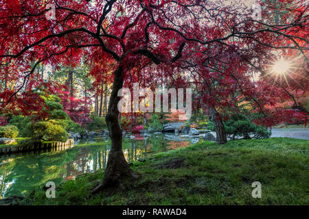 While looking for new compositions in a place that I have photographed dozens of times I found this. A Japanese maple. The backdrop was perfect with a Stock Photo