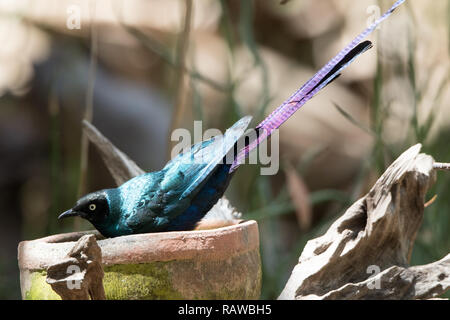 Long-tailed Glossy Starling (Lamprotornis caudatus) Stock Photo