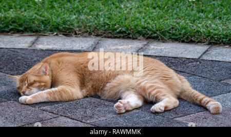 Sleeping cat Stock Photo
