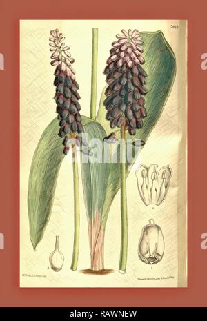 Botanical Print by Walter Hood Fitch 1817 – 1892, W.H. Fitch was an botanical illustrator and artist, born in Glasgow reimagined Stock Photo