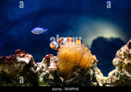 Colourful clown fish in an anemone on a tropical coral reef with blue background and rocks. Sea life and ocean. Stock Photo