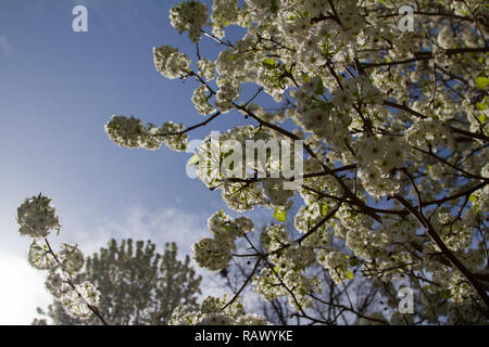 Dogwood Tree blooms in the spring Stock Photo