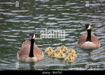 Canada geese parents with group of young goslings swimming on a pond in a wildlife sanctuary (Branta canadensis) Stock Photo