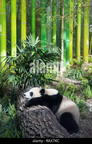 Giant panda sleeping on tree trunk (Ailuropoda melanoleuca) in a patch of sunlight Stock Photo