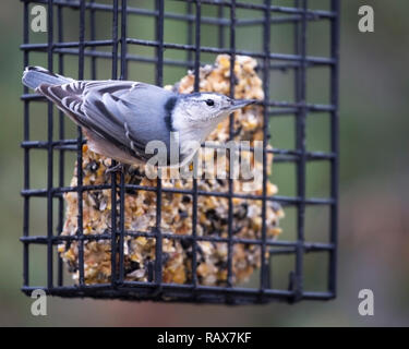 White breasted nuthatch feeding on seeds from backyard feeder (Sitta carolinensis) Stock Photo