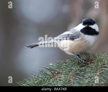 Black-capped chickadee (Poecile atricapillus) perched on tree  branch Stock Photo