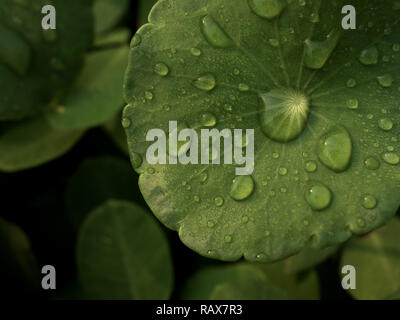 Close-up image of dew on Centella asiatica leaf (Asiatic leaf, Asiatic pennywort or Indian pennywort) after the rain in the dark. It is native to wetl Stock Photo